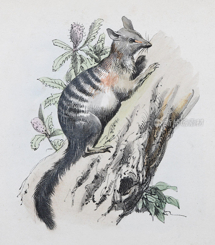 Numbat, noombat或walpurti (Myrmecobius fasciatus) -复古彩色插图